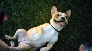 French Bulldog Loves the Attention | The Daily Puppy