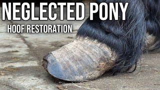 Helping Neglected Rescue Shetland Pony With A Trim