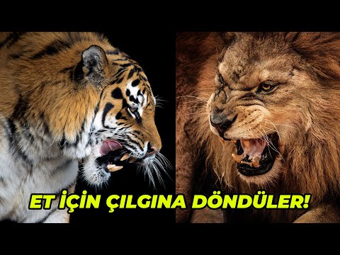 YIRTICI HAYVANLARIN YEMEKLE İMTİHANI -(Aslan, Kaplan ve Sırtlan) Kayseri Büyükşehir Hayvanat Bahçesi