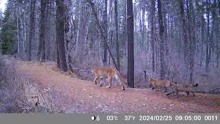 Cougar with cubs