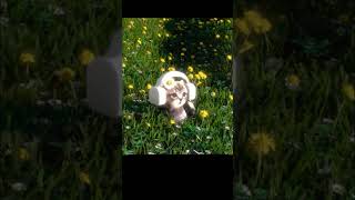 #Miyav #Miyav #Kedicik