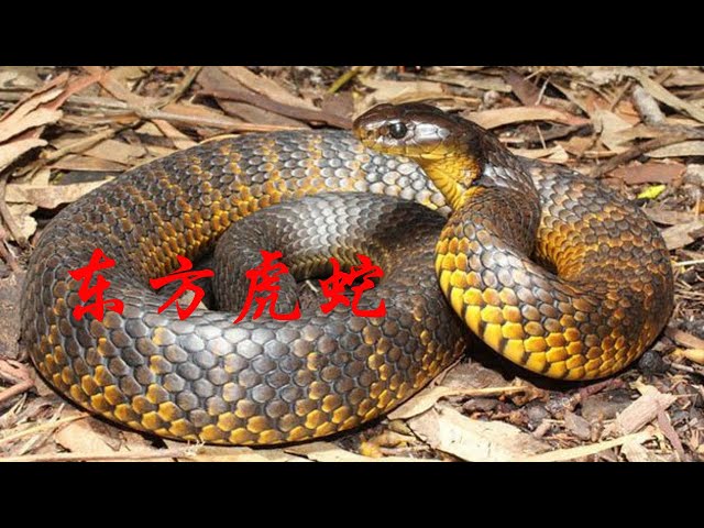 虎と蛇 动物2022: 2022年动物｜东方虎蛇｜动物世界- YouTube