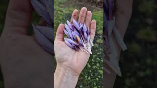 Harvesting saffron flowers in Scotland is tricky but beautiful | Cules de şofran în Scoția