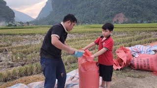 Process of harvesting rice  drying rice  preserving rice  busy season