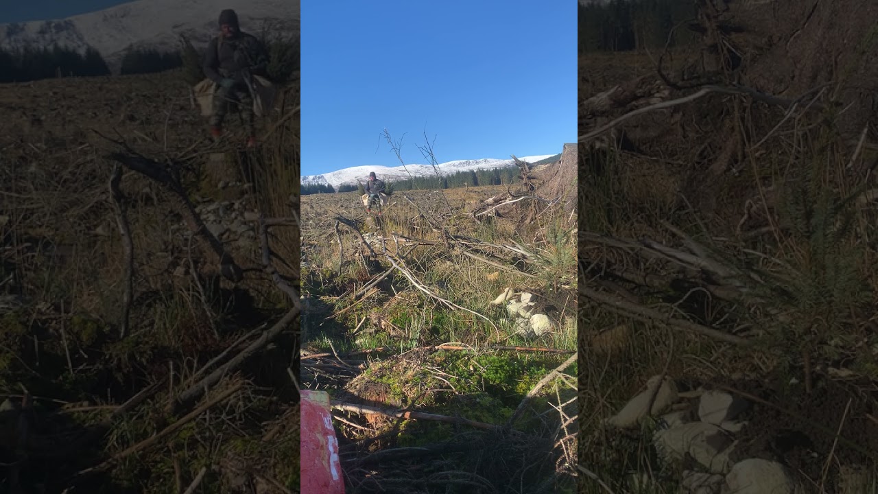 Relaxing nature view snow capped mountains forestry worker tree planting Scottish woodland 