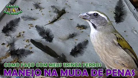 Qual mês o Trinca-ferro entra na muda?