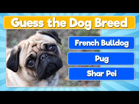 Guess the Dog