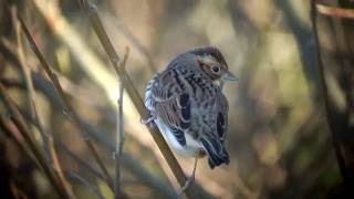 Little Bunting Dwerggors Noordwijk The Netherlands Luuk Punt 161204 2