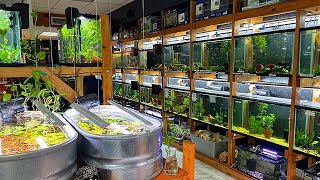 This Florida Fish Store is Inspired by Aquarium Co-Op!