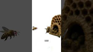 Bees Have Bouncers and They're Brutal