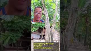 penampakan putih keluar dari pohon sukun #shorts#reaction