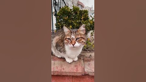 Most Lazy Cats In The World| Baby Lazy Cat