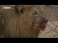 Documental de leones  national geographic documentales  el rey de la manada