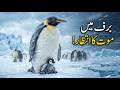 Emperor Penguin — Survivor of Antarctica 🐧 | Extreme Wildlife Documentary