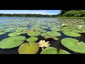 Chatham, Cape Cod Stock Footage of Kettle Hole Pond and Lily Pad #56D