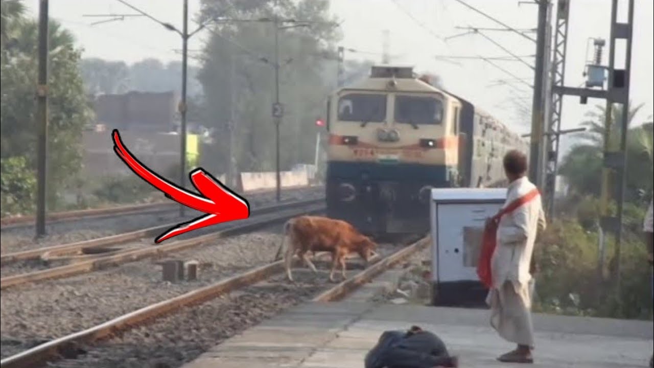Animal vs Train Animals Hit By Train Compilation 3 YouTube