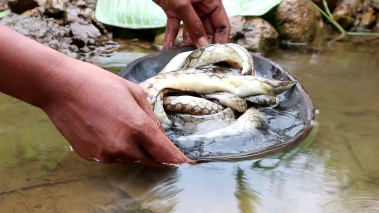 fish food for koi Survival skills: fish grilled on clay for food - Cooking fish eating delicious