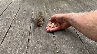 Amazing chipmunk interaction