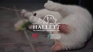 Cat Friendly Care at Hallett Veterinary Hospital