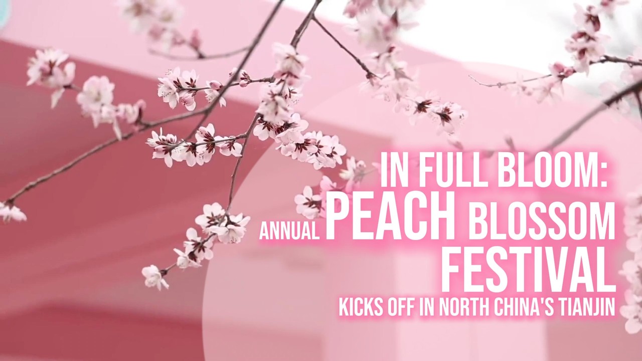 LIVE: Annual Peach Blossom Festival Kicks Off in north China's Tianjin ...