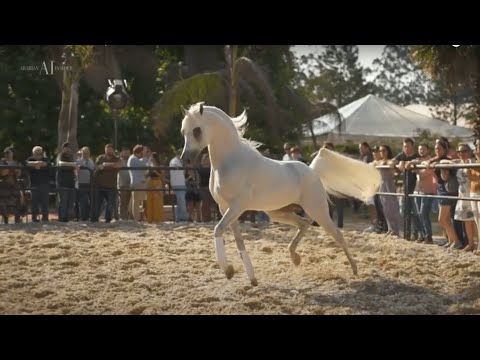 HARAS DAS FAIAS Open House 2021