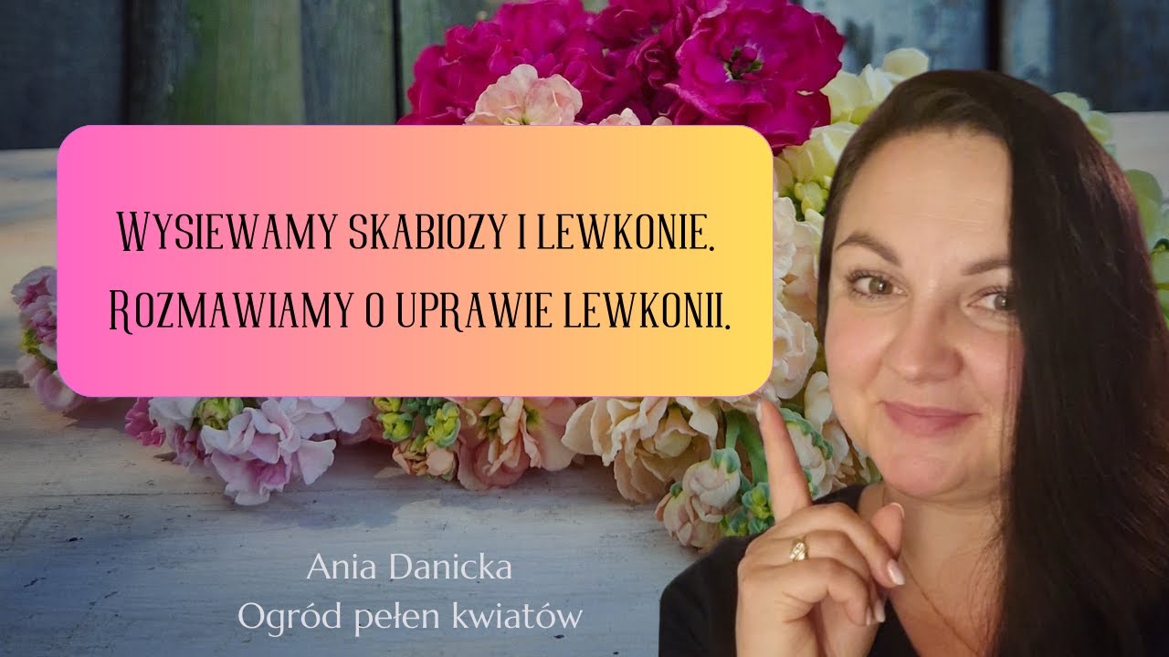 Wysiewam z Wami skabiozy i lewkonie. Opowiadam o uprawie lewkonii w ogrodzie kwiatów ciętych.