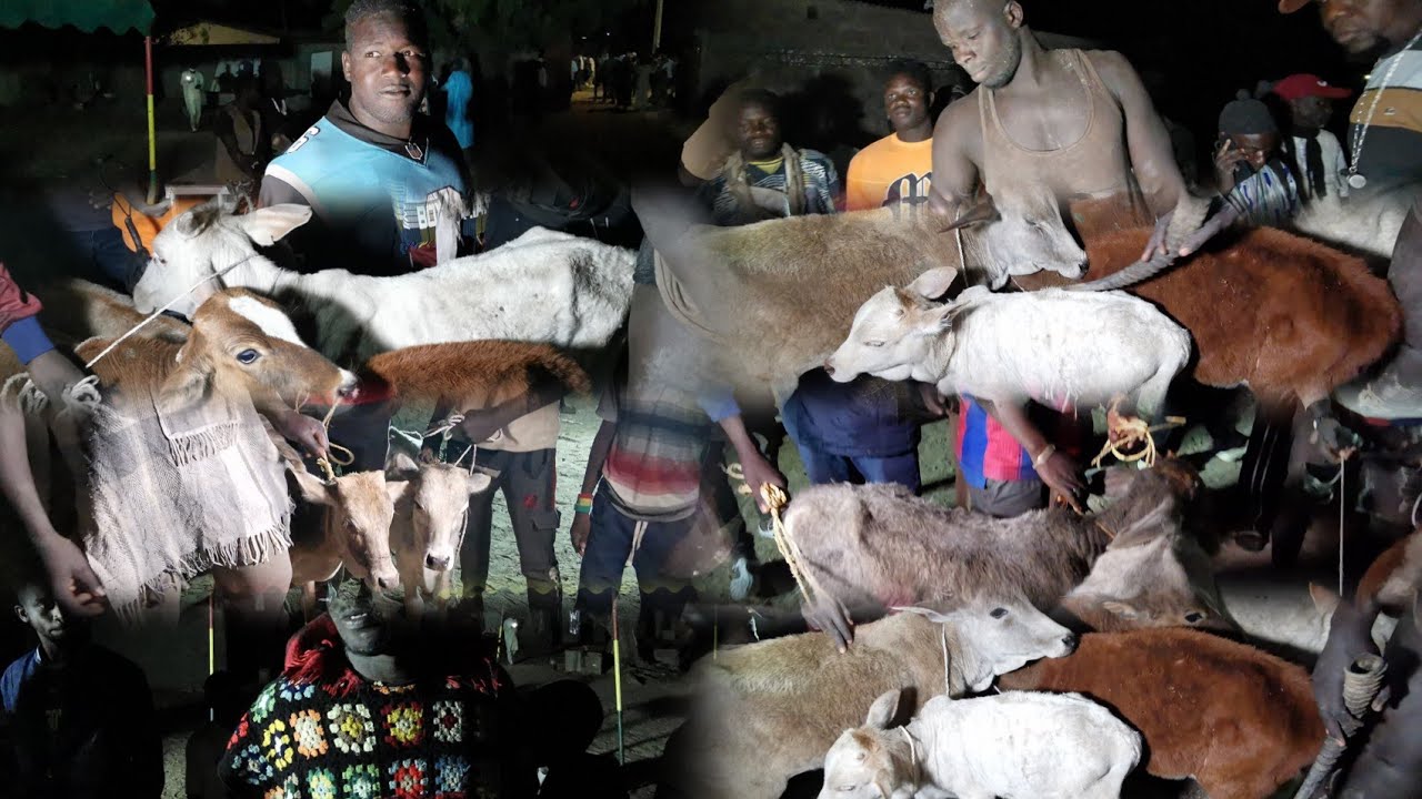 DÉPARTAGE BŒUF 🐂 NGAGNE SÉNE PAUL MANTE GANE ZAMBALA cheikh thiame koor ramou a ndangane 20 jan 2026