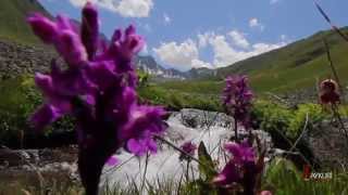 Kaçkar Dere Çiçeği Resimi