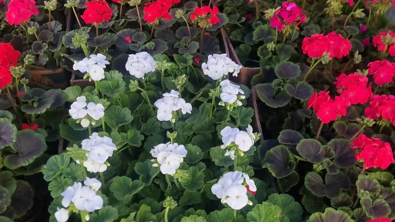 АНДИЖОН ЖАХОН БОЗОРИ ГУЛ БОЗОРИ ГУЛ ОЛАДИГАНЛАР УЧУН 94 437 08 80 ТЕЛ НОМЕР https://t.me/gul_tanlash