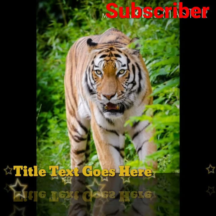 mental- video- Tiger- -rington# Tiger ringtone