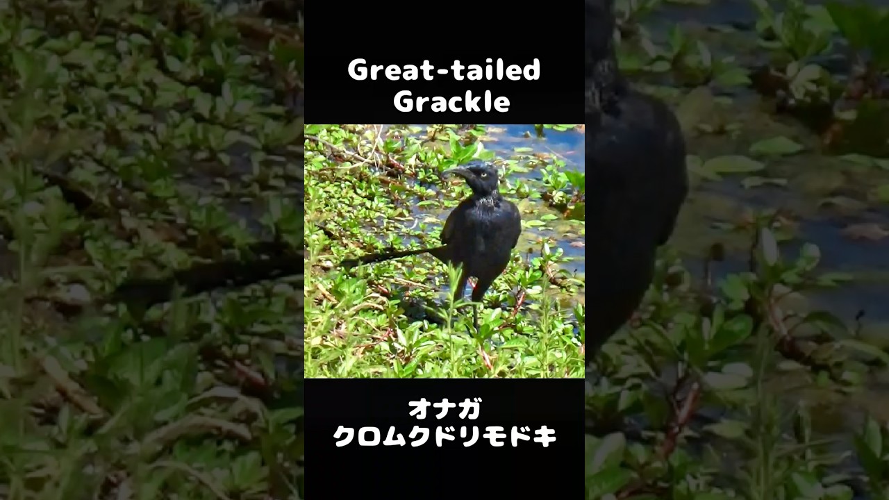 Great-tailed Grackle (オナガクロムクドリモドキ)、カリフォルニアの