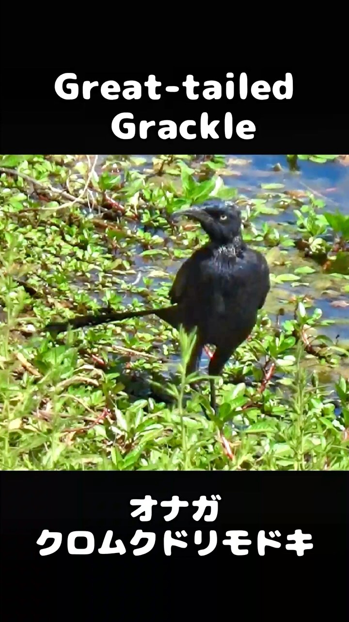 Great-tailed Grackle (オナガクロムクドリモドキ)、カリフォルニアの
