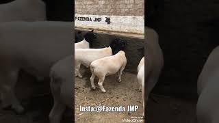 Borregos Dorper PO REGISTRADOS da fazenda JMP.👆🏻🐑💥✅