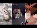 tik toks cat funny compilation