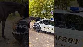 Prawdziwa przyjaźń 🐴❤️🚔