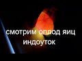 Смотрим оплод яиц индоуток. Овоскопирование утиных яиц