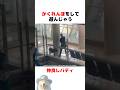 かくれんぼをする警察犬