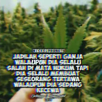 Quotes daun ganja