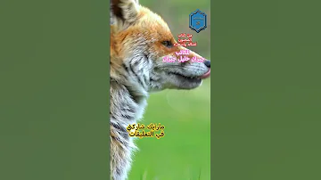 قصة الثعلب والمجنون للكاتب جبران خليل جبران قصص وحكايات قصص وروايات كتب كتاب 