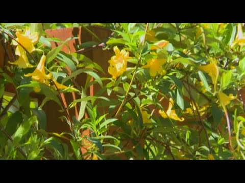 What's going around: A spike in strep throat, allergies, infections