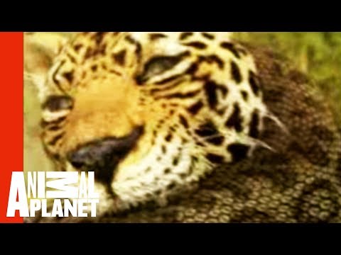 Animal Face-Off: Anaconda vs. Jaguar