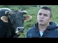 Borisove krave oplođuju samo šampioni korida