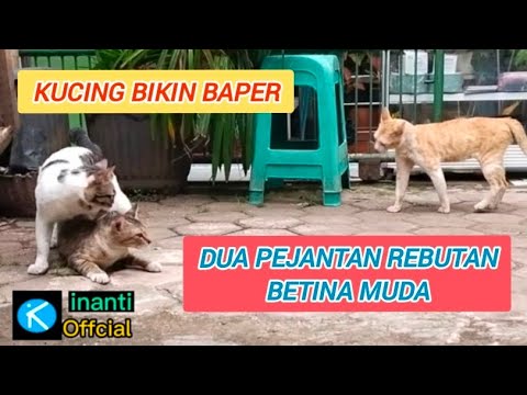 Betina muda dikawin 2 jantan//kucing kawin dengan 2 jantan