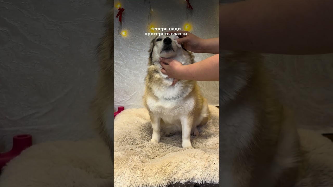 Собираем 🐶 на свидание: 