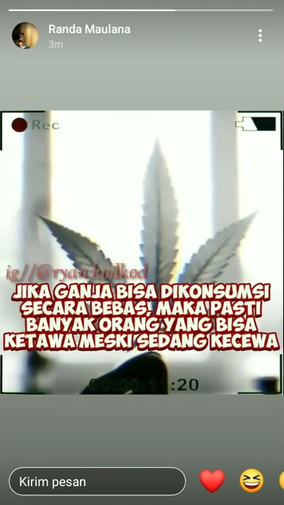 Daun ganja