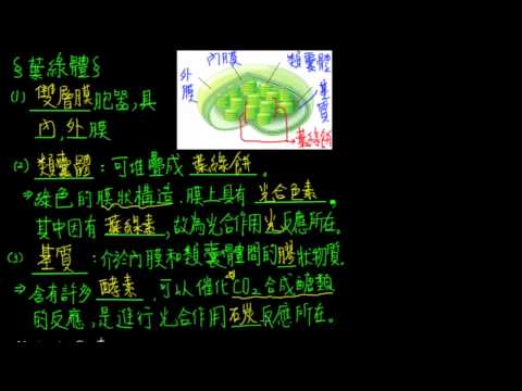 高一生物1-4觀念03光合作用的場所-葉綠體