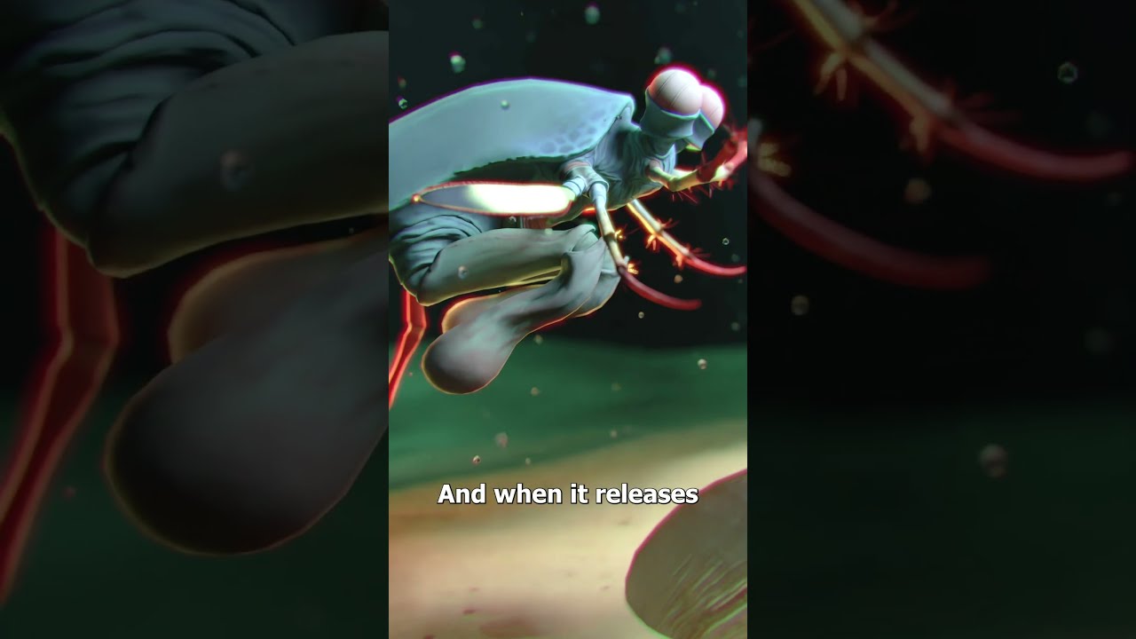 The Mantis Shrimp S Killer Punch 