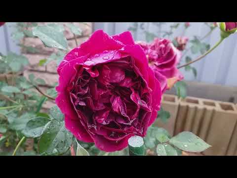 Vidéo: Rose William Shakespeare: description, photo