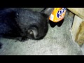 Приютили и накормили брошенного котенка. Homeless kitten feeding