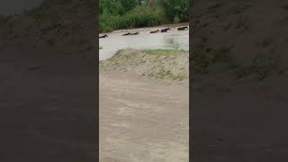 Caballos salvajes cruzando arroyo en la sierra de Tepentú B.C.S🏞️🌵🌧️🐴